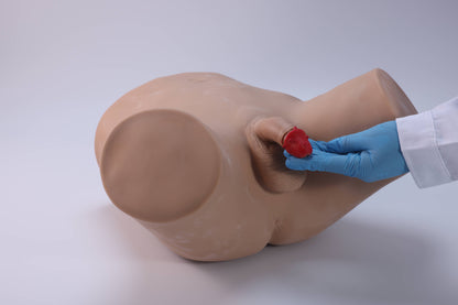 Male STD Examination Model