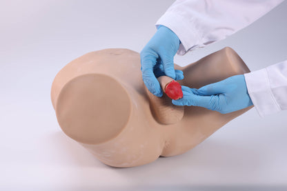 Male STD Examination Model