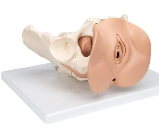 Pelvic Organs, Female Model