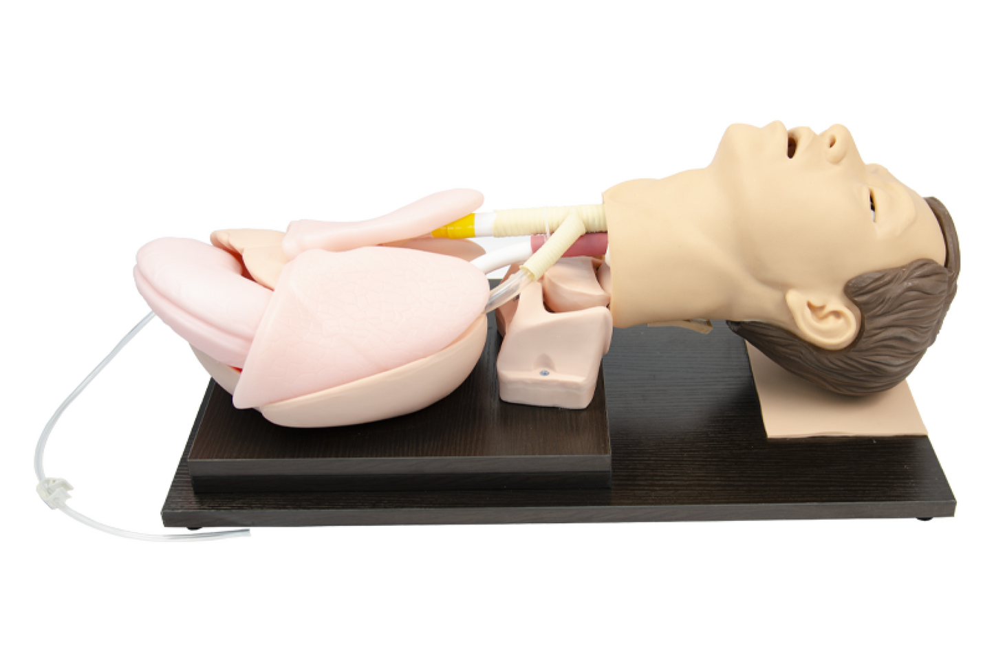 FREE SHIPPING: Adult Airway Management Model (MOQ 2 pcs)