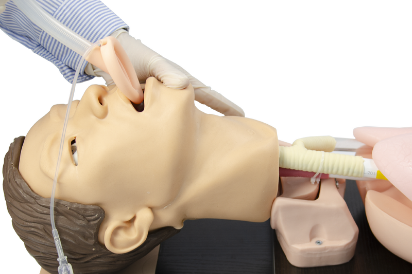 FREE SHIPPING: Adult Airway Management Model (MOQ 2 pcs)