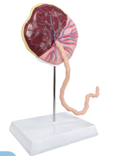 Placenta Model