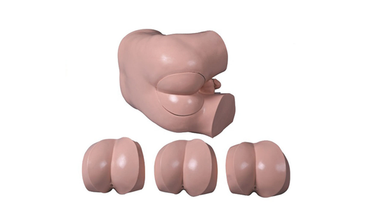 Prostate and Rectal Examination Model
