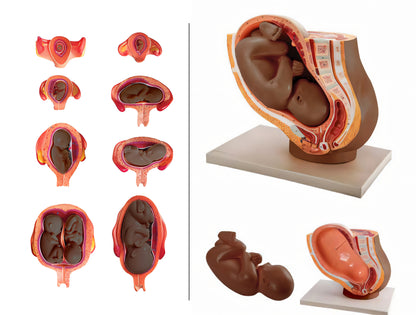 Foetal Development Model
