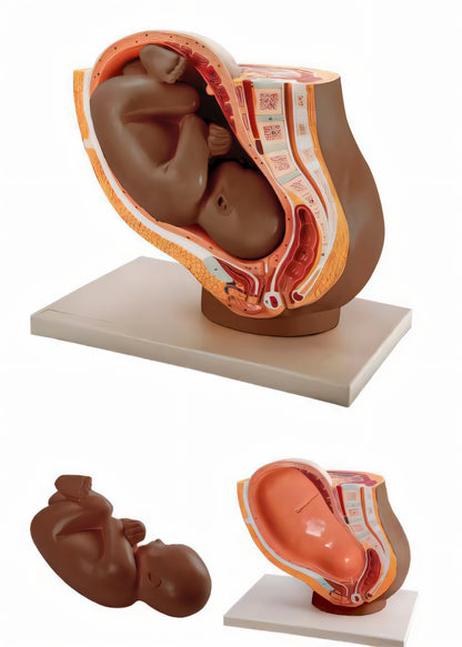 Foetal Development Model