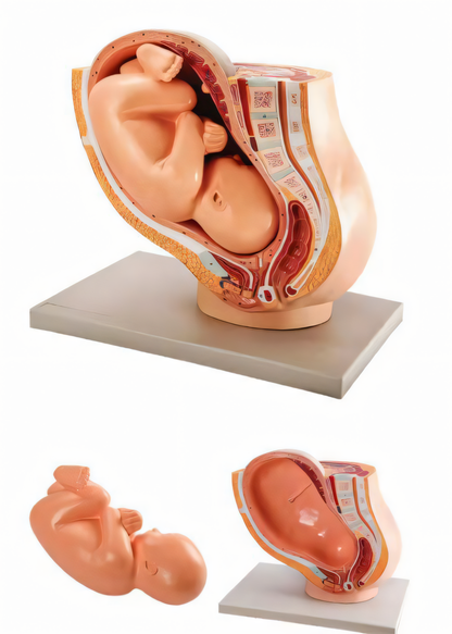 Foetal Development Model